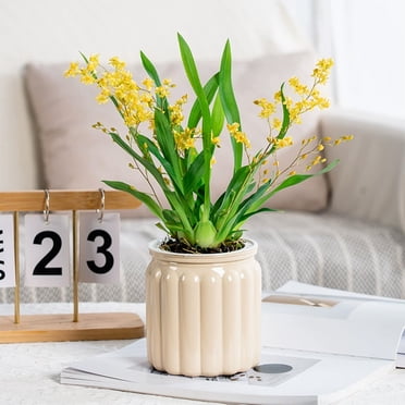 Pot Auto-Arrosant pour Plantes d'Intérieur, Jardinière en Verre Transparent, Petit Pot pour Plante avec Soucoupe, Réservoir, Trous de Drainage, Arrosoir de Fond pour Violettes Africaines, Orchidées, Fleurs, Plante d'Intérieur
