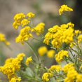 thumbnail image 3 of GSDWIUEW Mountain Gold Seeds-Alyssum montanum, 3 of 6