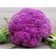 thumbnail image 2 of HJADGG 100+ Chou-Fleur Chou Modika Sicile-Légumes Violet, 2 of 8