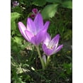 thumbnail image 2 of 10 AUTUMN CROCUS Colchicum Autumnale Meadow Saffron Flower Seeds, 2 of 5