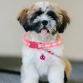 thumbnail image 3 of IFANLANDOR 6Pcs Adjustable Puppy Collar with Bell Assorted Color Lightweight Pet Collar for Daily Wear, 3 of 8