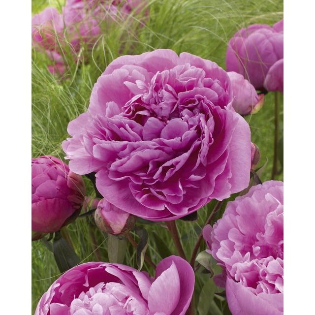 TASC Flower Bulbs- Peony Dr. Alexander Fleming Perennial featuring large, fully double soft rose-pink blooms with ruffled petals fading to lighter blush edges, surrounded by deep green foliage and unopened buds, blooming in late spring, ideal for garden borders and cut flowers.