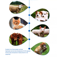 thumbnail image 3 of Animal Thermometers For Cats Vet Profession Rechargeable Pet Ear Thermometers, 3 of 3