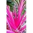 thumbnail image 3 of Graines de Bette à Carde Magenta Coucher de Soleil, 3 of 4