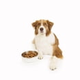 thumbnail image 2 of One Paw, Small Double Stainless Steel Dog Bowl, 1.3L (44 oz), 2 of 5