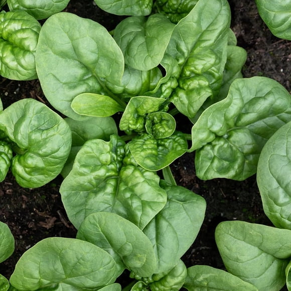 GSDWIUEW Bloomsdale Long Standing Spinach Seeds \u2013 15g (1000+ Seeds) , Heirloom, Slow to Bolt Crisp Savoy Leaves for Containers, Hydroponics, Raised Beds & Outdoor Planting