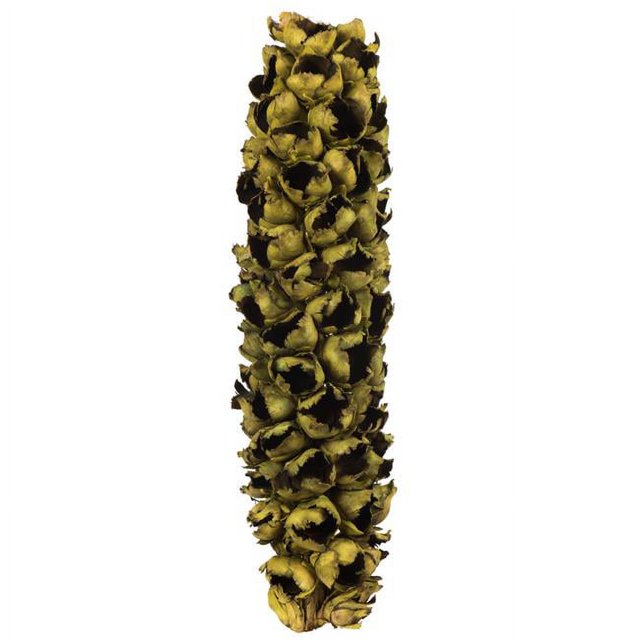 Vickerman H2GSH100 26-28 in. Basil Giant Half Seed Pods - Medium