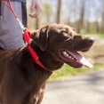 thumbnail image 2 of Country Brook Petz - Martingale Dog Collar - Heavy-Duty Training Collar with No Buckle - Service Dog Collar for All Pups - 10+ Warm Colors (Red, 1 Inch, Medium), 2 of 8