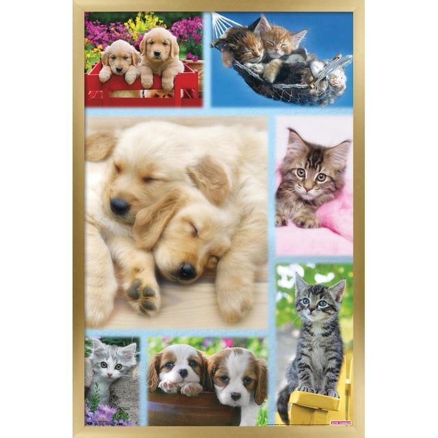 Keith Kimberlin - Affiche Murale Collage de Chiots et Chatons, 22,375 Pouces x 34 Pouces Présentant un Collage Brillant et Haute Résolution de Chiots golden retriever Dormant, de Chatons Câlinés dans un Hamac, et de Chiots et Chatons Ludiques dans des Contextes Floraux et Naturels Vibrants, Convient pour Décorer des Chambres, des Salons Ou des Bureaux.