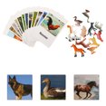 thumbnail image 4 of 1 Set Animal Model Cards Matching Cognitive Toy English Cards Animal Model Toy, 4 of 8