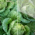 thumbnail image 3 of QualitChoice Filet Anti-Insectes de Jardin Réutilisable Respirant Filet Protecteur de Plantes Légumes Fruits Accessoire de Patio Serre 2x6M 1ensemble, 3 of 6