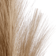 thumbnail image 2 of Bouclair Beige Pampas Stem, 2 of 2