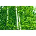 thumbnail image 1 of HJADGG 300+ Bamboo Seeds-Exotic Fast Growing Variety for Indoor/Outdoor Privacy Screen, Weather Resistant & Environmentally Friendly, 1 of 5