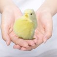 thumbnail image 4 of EGNMCR Easter Decorations For The Home Easter Decor Imitation Chicken Plush Toy Doll Children's Teaching Easter Model Chicken Model Decoration Easter Decorations, 4 of 5