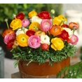 thumbnail image 2 of GSDWIUEW 8 Ranunculus Bulbs for Planting, Pastel Mixed Persian Buttercup Bulbs Mix Color Ranunculus Asiaticus Corms Perennial Flower Bulbs for Garden, 2 of 7