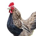 thumbnail image 3 of Dalazy Realistic Hen Model Lifelike Chicken Sculpture Animal Figurine Brown L 1Set, 3 of 6