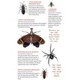 thumbnail image 4 of Creepy, Crawly Tattoo Bugs: 60 Temporary Tattoos That Teach, 4 of 7