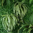 thumbnail image 3 of Chlorophytum comosum 'Spider Plant' (Grower's Choice), 3 of 4