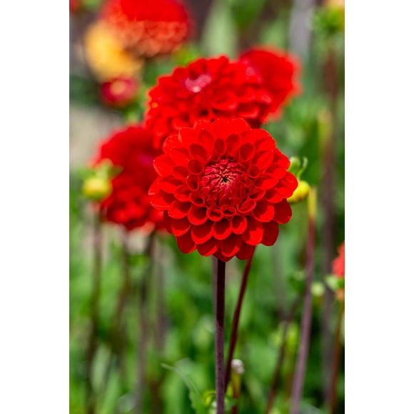 Dahlia Decorative Red Cap