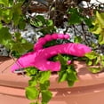 thumbnail image 4 of V For Vibes Triple Rabbit Vibrator Ambrosia - Pink, 4 of 4