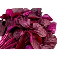 thumbnail image 4 of HJADGG Red Amaranthus Seeds, 200 Count, Easy Grow, High Yield, Non-GMO, 4 of 4