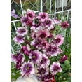 thumbnail image 4 of GSDWIUEW Butterfly Ranunculus Bulbs Buttercup Bare Roots for Planting Canada, Perennial Flower Ranunculus asiaticus, Double Ranunculus Bare Roots for Cut Flowers Garden Indoor Outdoor (30, Thiva), 4 of 6