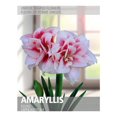 thumbnail image 1 of Amaryllis Elvas (1 Bulb), 1 of 2