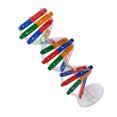thumbnail image 3 of 1 Ensemble Modèle de Gènes Humains Modèle d'ADN Jouets Scientifiques Jouet d'Assemblage pour Enfants, 3 of 4
