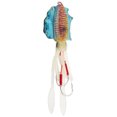 thumbnail image 4 of Soft Luminous Fishing, Octopus Squid Lure Tackle Artificiali Jigging Bait  Calamaro Accessory4, 4 of 8