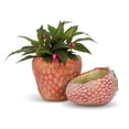 thumbnail image 4 of Jardinière en Forme de Fraise, 4 of 4