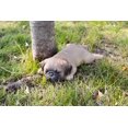 thumbnail image 1 of Hi- Line Gift 87710-L Pug Puppy Sleeping Pet Pals Statue, 1 of 1