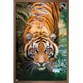 thumbnail image 1 of Tiger - Water Wall Poster, 22.375" x 34" Framed, 1 of 4