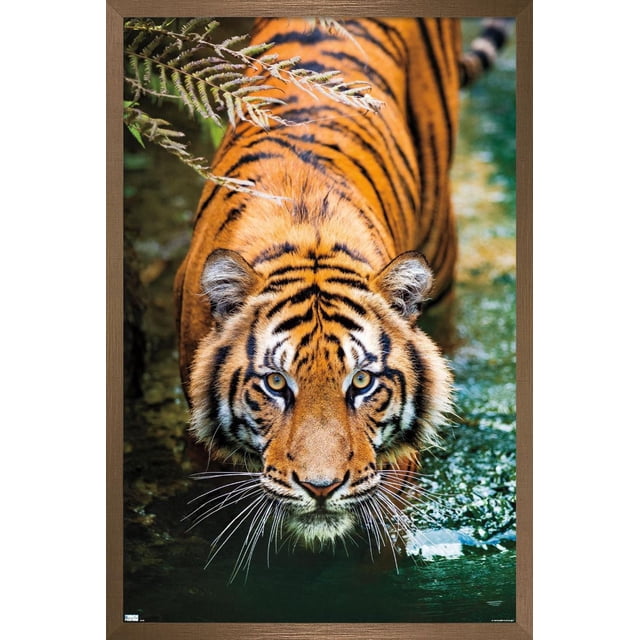 Tiger - Water Wall Poster, 22.375" x 34" Framed