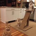 thumbnail image 4 of Cat Scratcher Mat   Thickened Soft Comfortable Cat Scratching Pad Non-slip Kitty Scratch Rug Protecting Furniture  for Home Living Room 11.81 x 15.75 Inch, 4 of 6