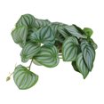 thumbnail image 2 of Reptiles Simulation Laisse Décoration, Fausses Feuilles en Plastique Fade Résistant Naturel Couleur des Feuilles pour Reptile Réservoir, 2 of 8