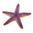 thumbnail image 2 of HILABEE Figurines Imperméables en Plastique Animal Action, 2 of 6