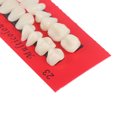 thumbnail image 1 of Ensemble de 28 Pcs Modèle de Dents en Résine Réaliste pour Dentiers Simples, Durables et Imperméables, Universel, Léger, Fausses Dents, Modèle de Fausses Dents, 1 of 7