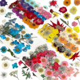 thumbnail image 1 of 144pcs Natural Dried Pressed Flowers For Resin,dry Flower Bulk Natural Herbs Kit For Candle,epoxy R (haoyi, 1 of 5