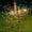 B, variant on Solar Powered LED String Lights with 120 Bulbs, 8 Modes, Timer, Remote Control for Outdoor Garden Patio Wedding Party Decor