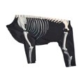 thumbnail image 3 of Halloween Skeleton Dog Costume Fancy Dress Props Clothes Decor Apparel for Party XL, 3 of 9