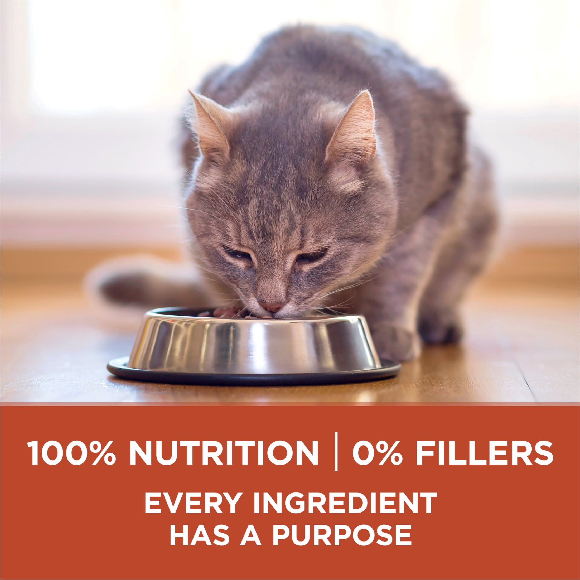 Purina ONE +Plus Riche En Protéines Formule Poulet, Nourriture Sèche pour Chats 1.8 kg