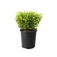 thumbnail image 1 of Buis commun (Buxus) conifère arbustif 2 gal, 1 of 5