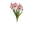 thumbnail image 1 of TASC Amaryllis Apple Blossom, Ronde, Haut de Gamme, Intérieure, 1 of 1