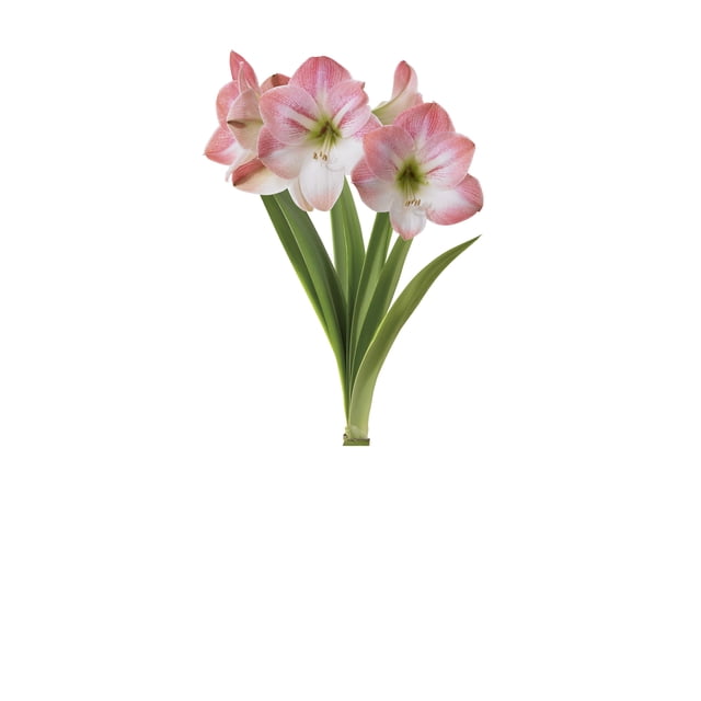 TASC Amaryllis Apple Blossom Intérieur Haut de Gamme Rond avec Grandes Fleurs de 5-6 Pouces Rose Doux et Blanc avec Centres Verts et Longues Feuilles Vertes, Idéal pour la Déco des Fêtes Intérieure et l'Exposition de centre de Jardin Vivace, Souvent Utilisé comme Cadeaux Saisonniers Élégants.