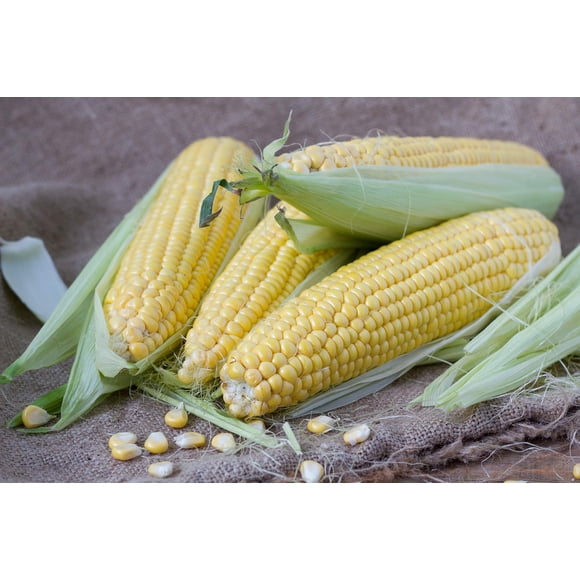 Honey Select Hybrid Corn Seeds