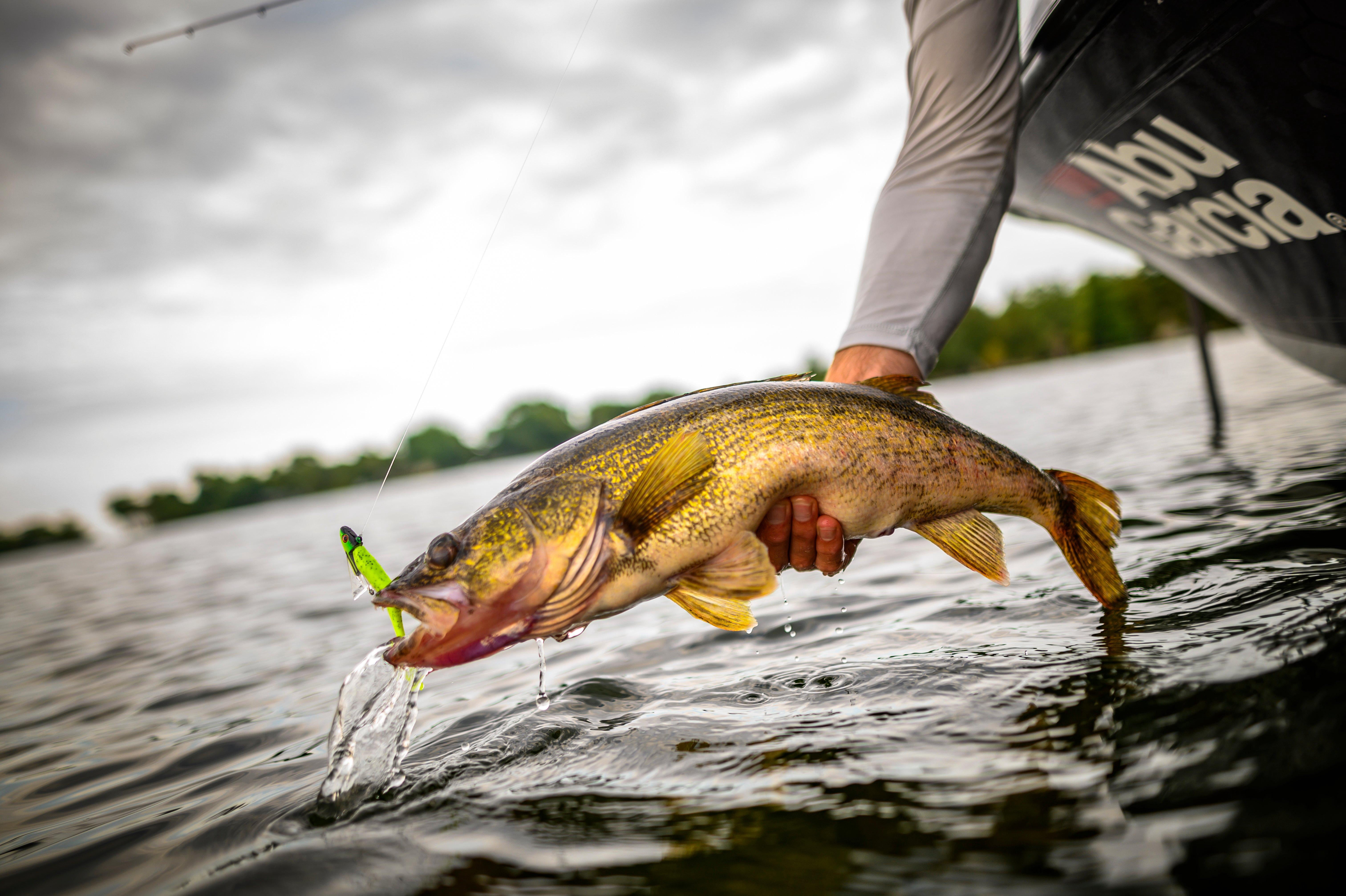 Berkley Gulp Minnow