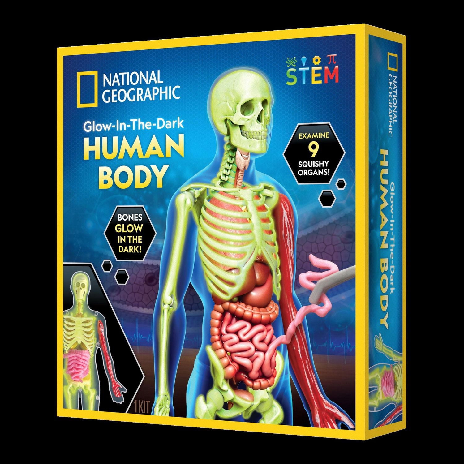 National Geographic Glow-in-the-Dark Human Body