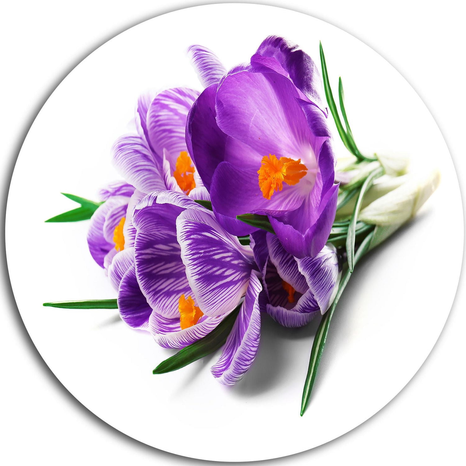 Art mural en métal Design Art Bouquet de fleurs de crocus en fleurs ultra brillant en cercle