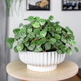 thumbnail image 3 of Better Homes & Gardens 12" Ceramic Cup Pot-White, 3 of 8