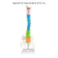 thumbnail image 4 of Modèle Anatomique Professionnel Pratique de Colonne Vertébrale Flexible 45cm Ressources d'Enseignement Amélioration de la Capacité Cognitive, 4 of 8